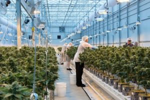 WeedMD