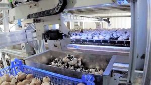 Robots on 'shrooms mushroom Agriculture