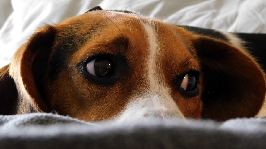 How much CBD for dog with anxiety: A short guide cbd Partner Spotlight