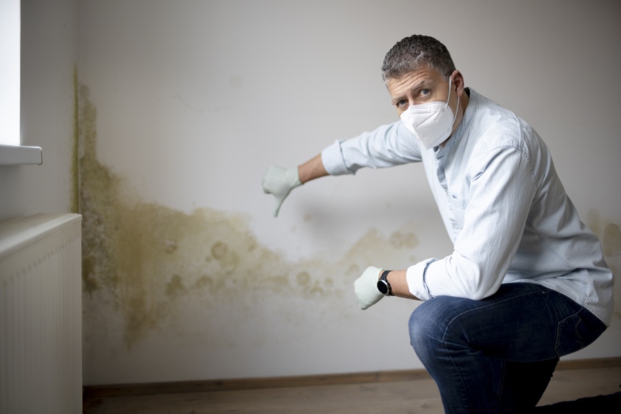 mold