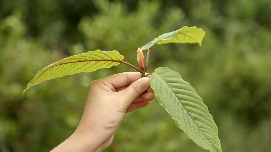 Professor Whyte's Maeng Da Kratom effects: For everyday wellness Professor Whyte's Partner Spotlight