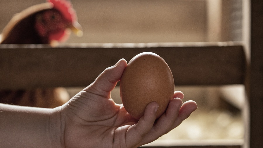 How investing in durable structures enhances long-term poultry care poultry Partner Spotlight