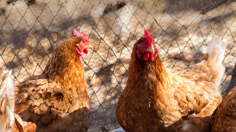 How investing in durable structures enhances long-term poultry care poultry Partner Spotlight