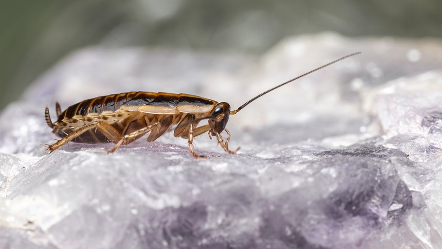 Why you should avoid leaving water dishes out overnight water Partner Spotlight