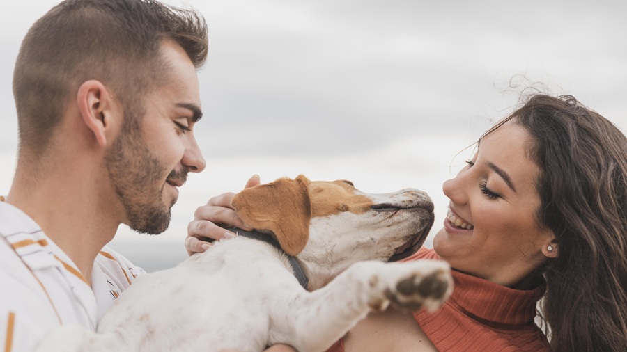 Best CBD brands for pets in Canada 2026: Top choices pets Partner Spotlight