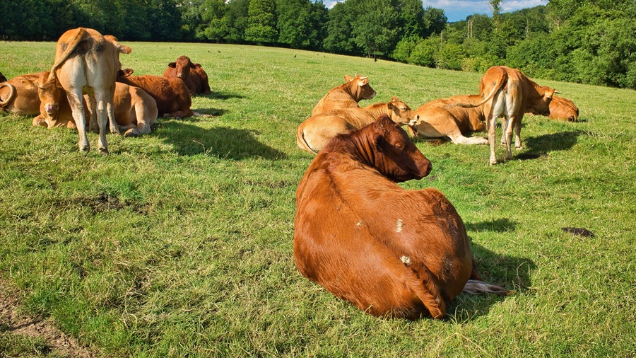 Why you can’t ignore pasture management in profit planning management Partner Spotlight