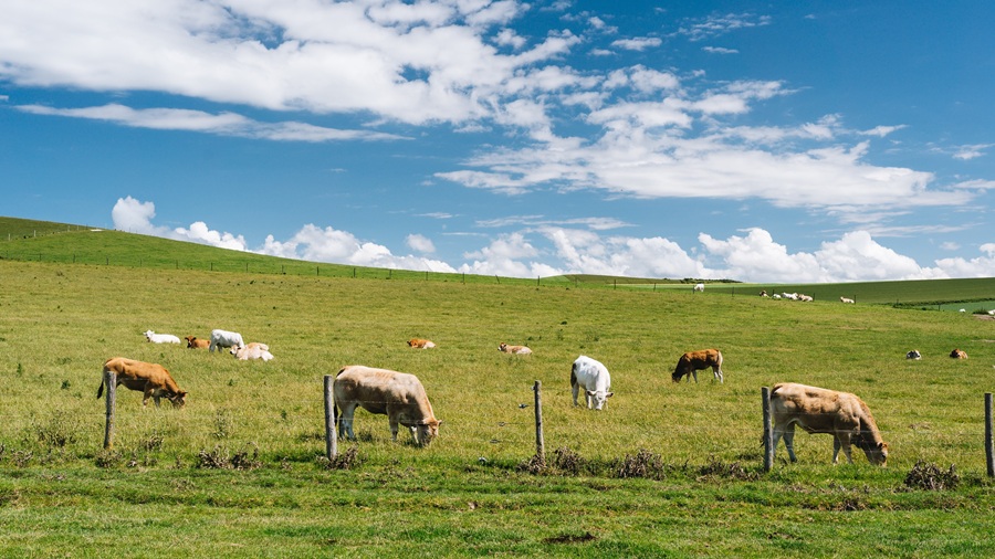 Why you can’t ignore pasture management in profit planning management Partner Spotlight