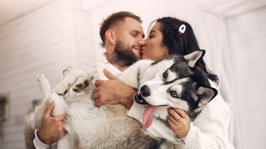 Best CBD brands for pets in Canada 2026: Top choices pets Partner Spotlight