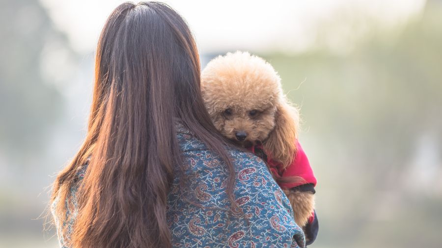 Why Canadian employers are quietly rethinking the pet bereavement question pet Partner Spotlight