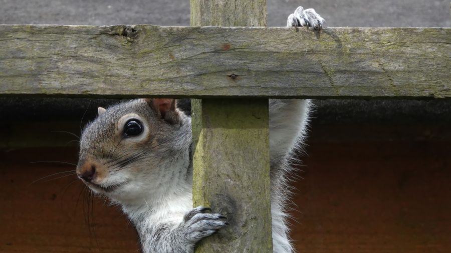 The 4 best wildlife removal companies in Hamilton (2026 Guide) | wildlife | London Inc Magazine The 4 best wildlife removal companies in Hamilton (2026 Guide) wildlife Partner Spotlight