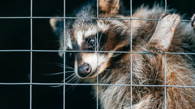 The 4 best wildlife removal companies in Hamilton (2026 Guide) wildlife Partner Spotlight