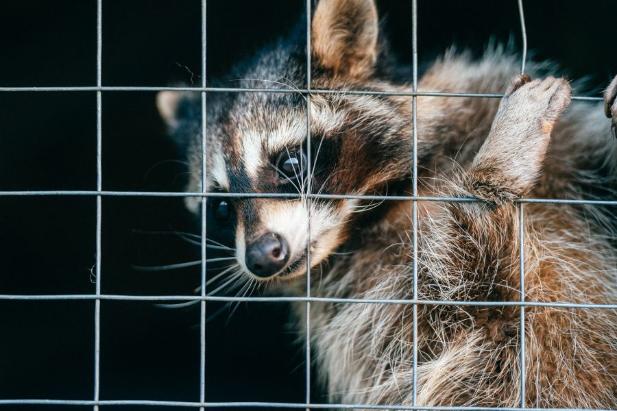 The 4 best wildlife removal companies in Hamilton (2026 Guide) wildlife Partner Spotlight