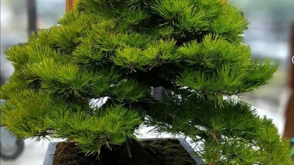 What Japanese gardens can teach us about designing better small outdoor spaces garden Partner Spotlight